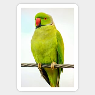 Rose-Ringed Parakeet (Ring-Necked Parakeet) Sticker